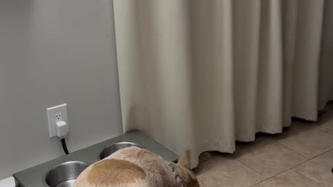 Dog Snaps at Bubbles in the Kitchen