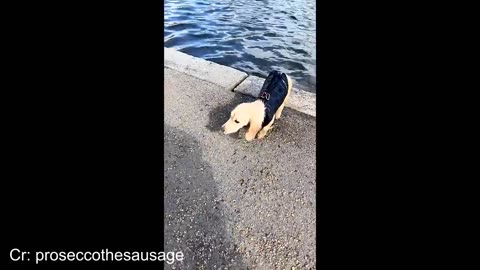 Over Dramatic Animals Who Deserve An Oscar 😂 Funniest Animal Videos 2025