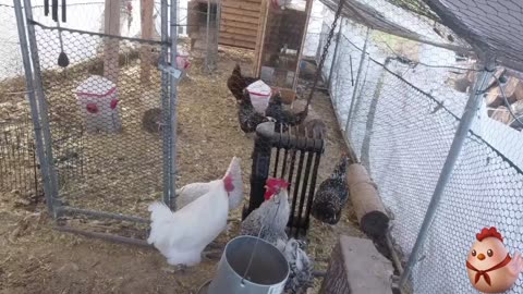 Chicken Live Stream