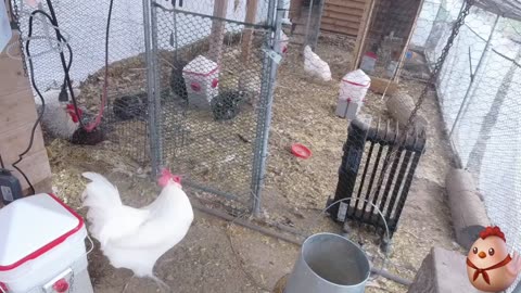 Chicken Live Stream