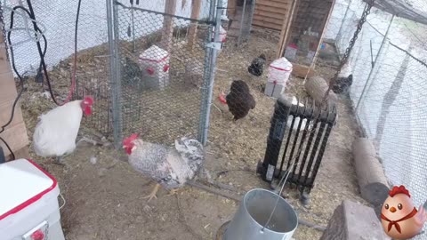 Chicken Live Stream