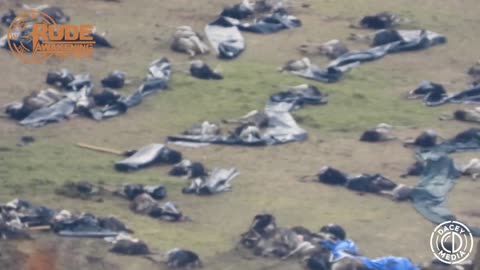 TRAGIC Aftermath of the slaughter at Universal Ostrich Farms 2