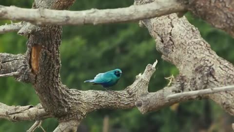 🎶 Birdsong for Relaxation | Calm Nature Ambience 🌼🐤