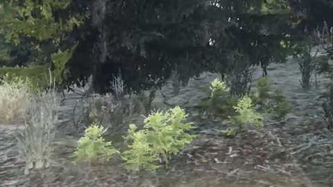 I'm The BEST Sniper In DayZ