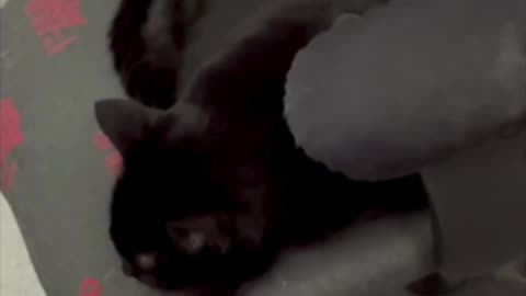Cute Precious Piper Naps During Her Lunch Hour - Adopting a Cat from a Shelter Vlog #shorts