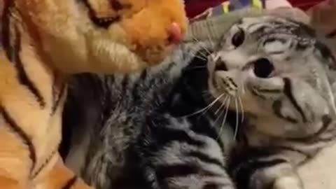 Funny cats