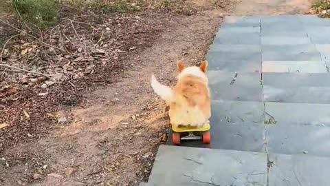 The dog's skateboard turning movement is graceful.