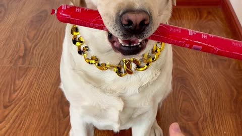和狗子的默契配合 Tacit cooperation with the dog