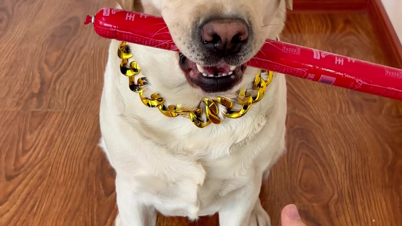 和狗子的默契配合 Tacit cooperation with the dog