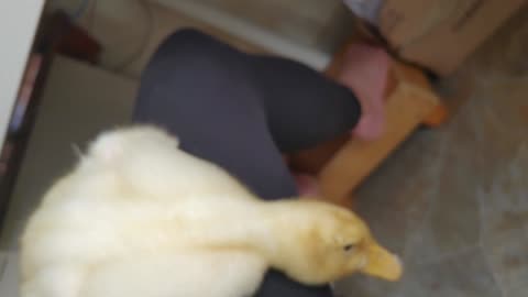 Up close and personal with Peeps