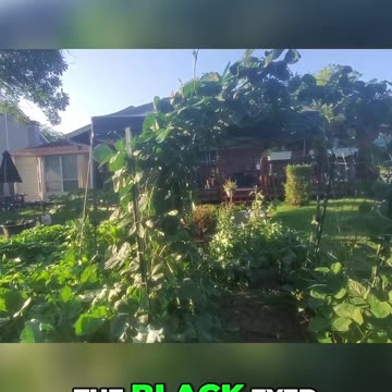 Blackeyed Pea Trellis & growing tips - #catshobbycorner #gardening