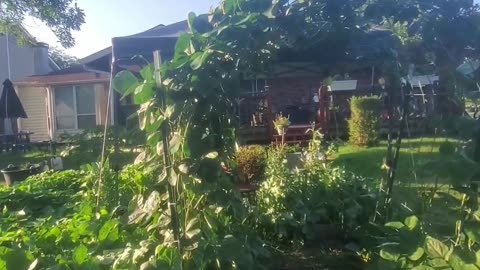 Blackeyed Pea Trellis & growing tips - #catshobbycorner #gardening