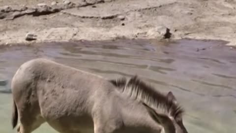 burros de Somalia