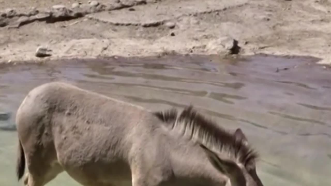 burros de Somalia
