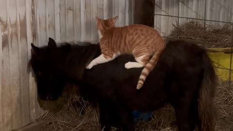 Orange Cat And His Pony Friend