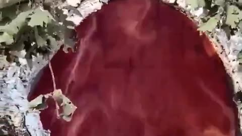 The tree of eternal 🔥FIRE