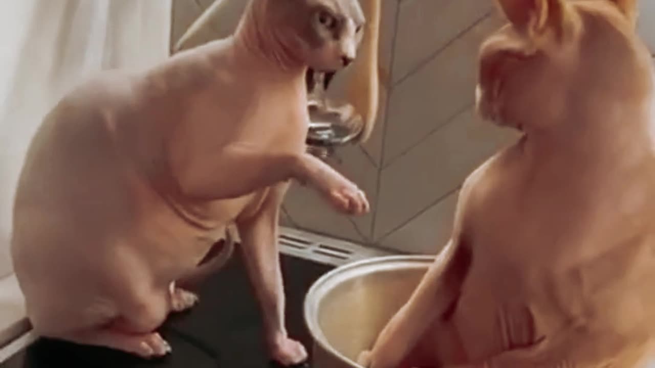 "These Pets Are Funnier Than Your Friends 😂 | Try Not to Laugh Challenge!"