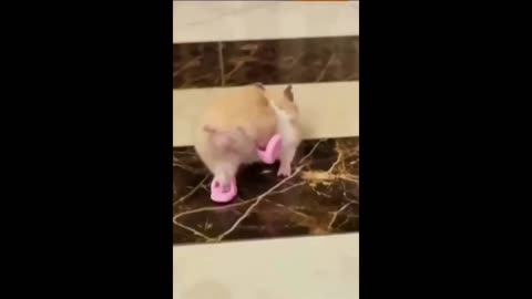 SHOCKED PETS 😱ANIMALS CAN'T STOP LAUGHING 🤪
