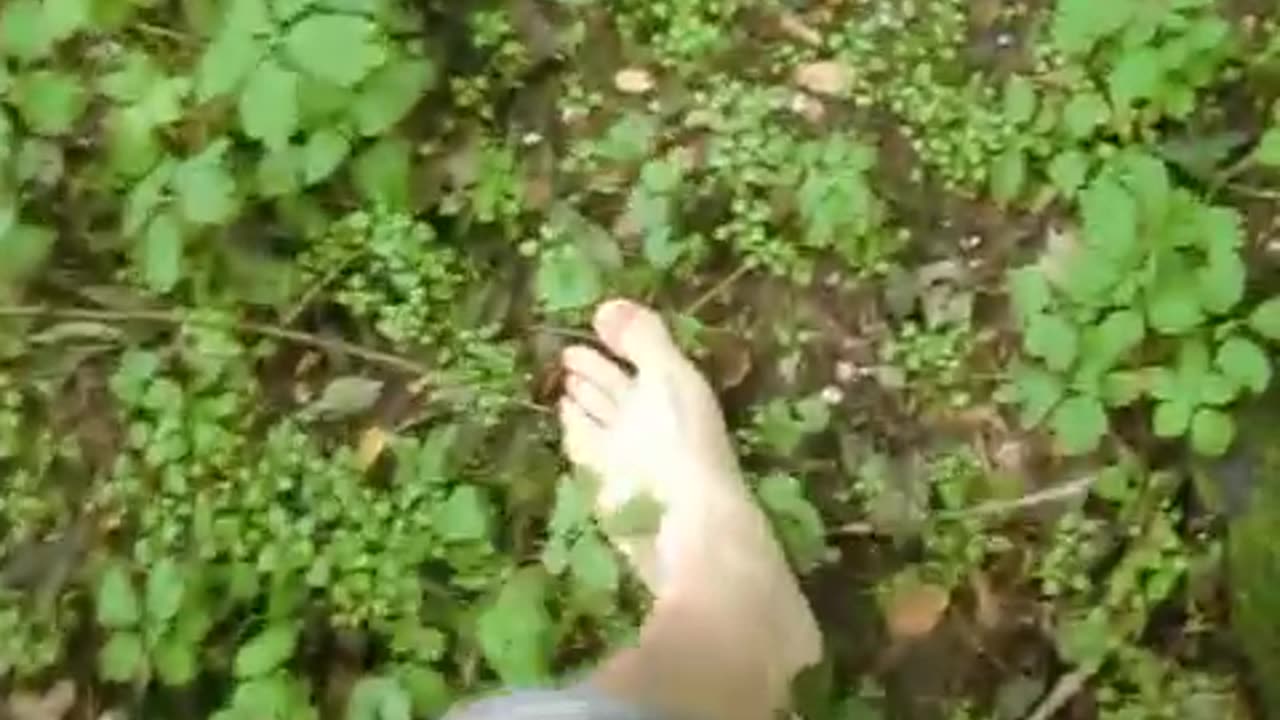 Barefoot in the Jungle - Male Content
