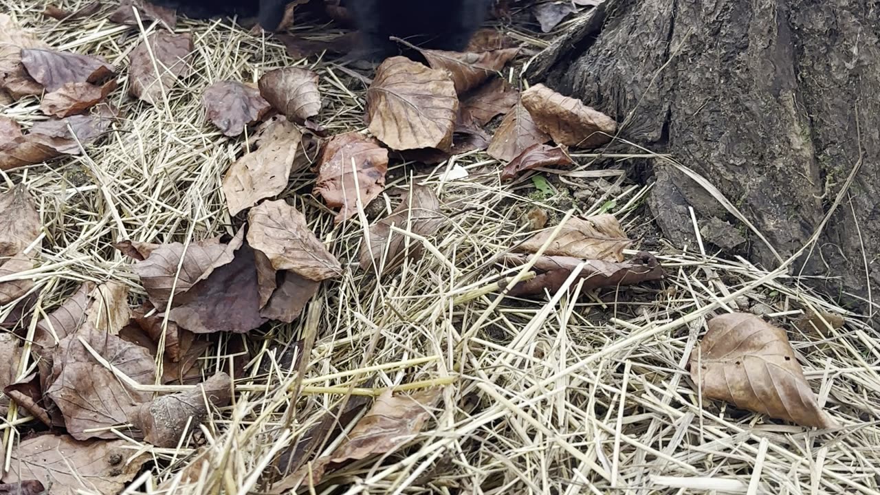 our bunnies discover a pile of leaves! 🍂🐰