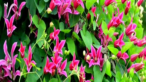 Unique and Luminous Pink Climbing Clematis Has a