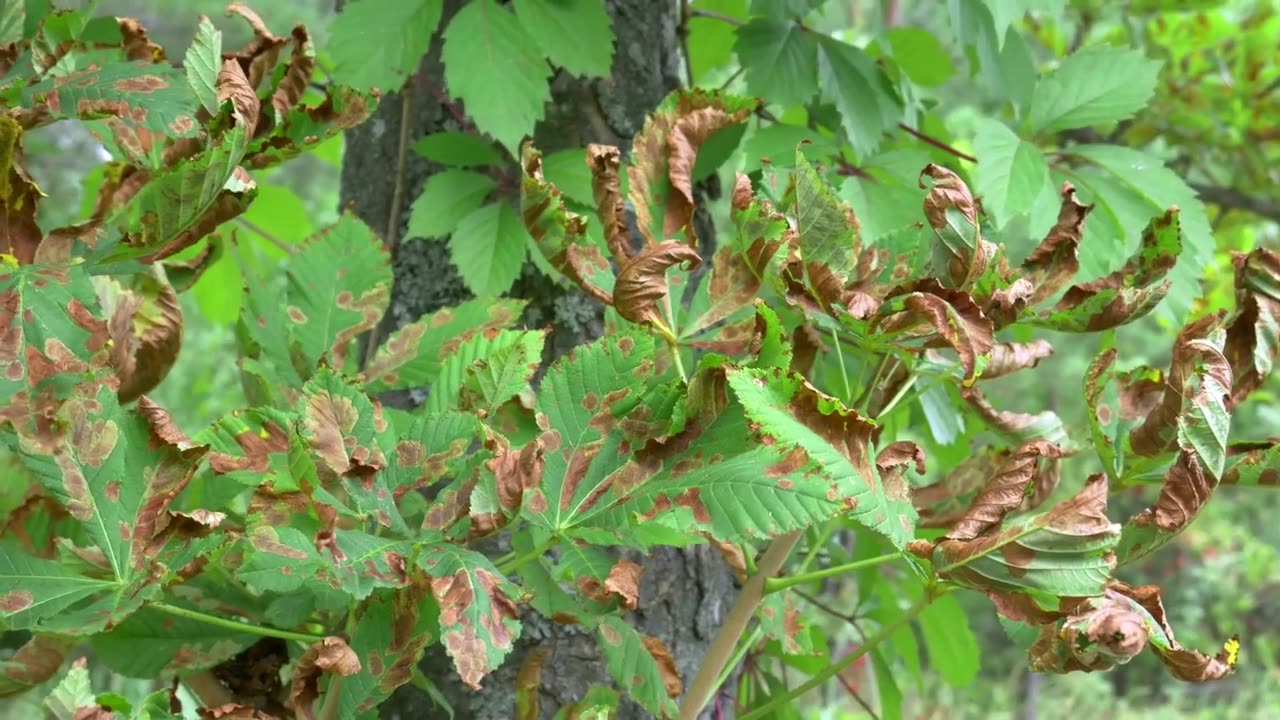 Prayer Plant Light Requirements