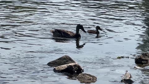 Mama and duckling wanted some more almonds