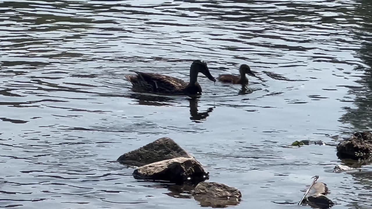 Mama and duckling wanted some more almonds