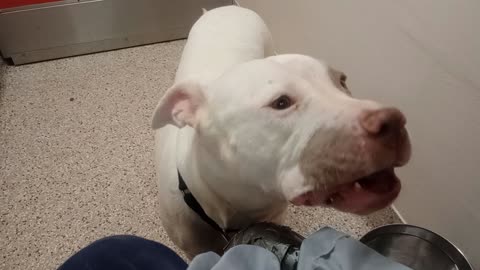 Shari-white 6y A882117 Flash-black 4y A877593 kennel 203 PACC shelter separated 2 feed 'em2025102916