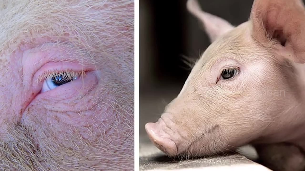 WORLD’S GREATEST VISHNU TEMPLE? SOMNATHPURA TEMPLE