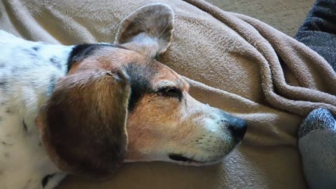 Bandit