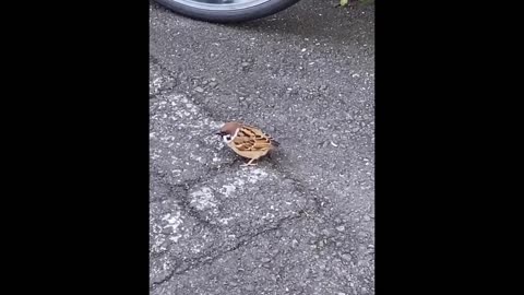 Cute_Baby_Animals_Videos_Compilation___Funny_and_Cute_Moment_of_the_Animals_#14_-_Cutest_Animals
