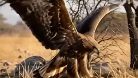 Golden Eagle vs Pangolin | Epic Wildlife Hunting Battle