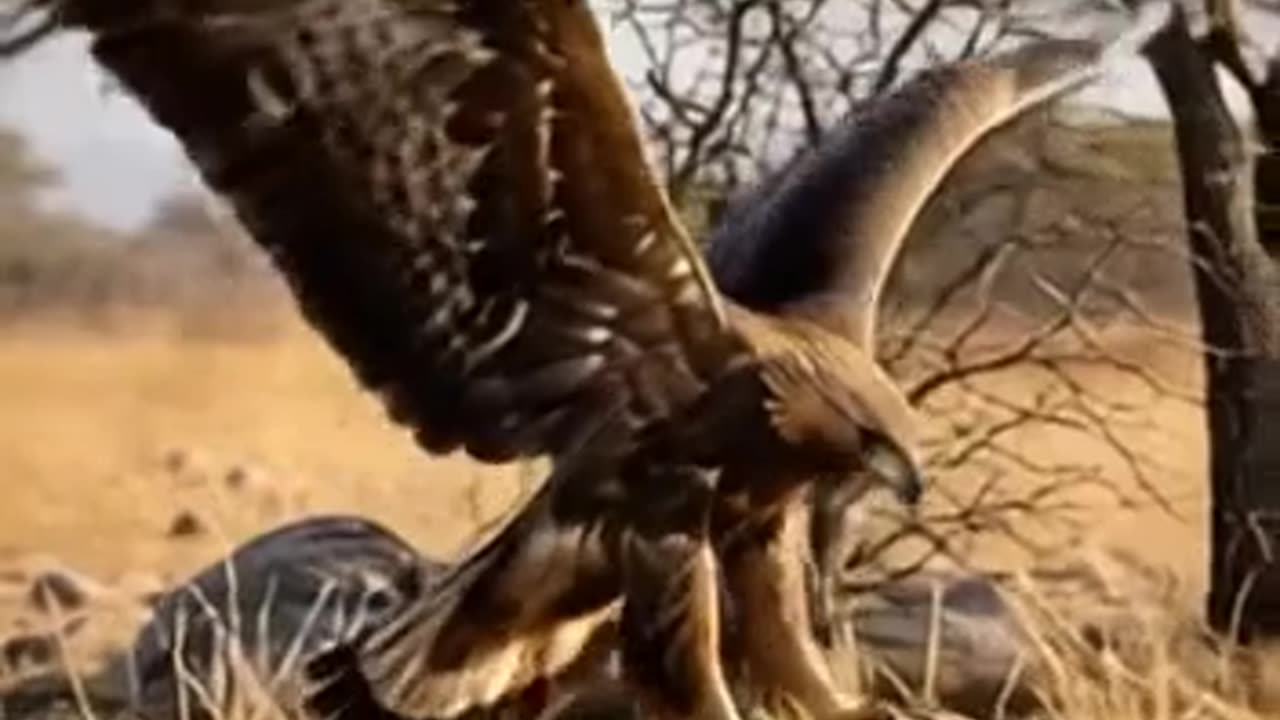Golden Eagle vs Pangolin | Epic Wildlife Hunting Battle