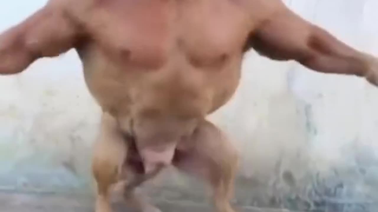 Danger dog