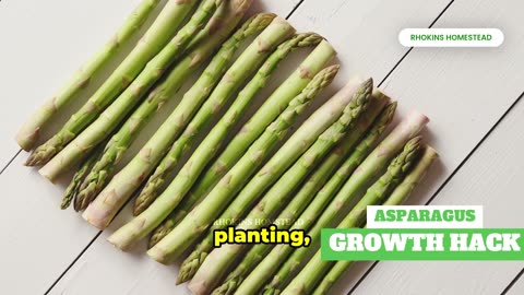 Asparagus Growth Hack for a Bigger Harvest Next Season!