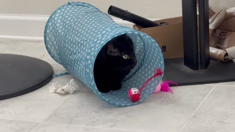 Cute Precious Piper Watches from Her Tunnel - Adopting a Cat from a Shelter Vlog