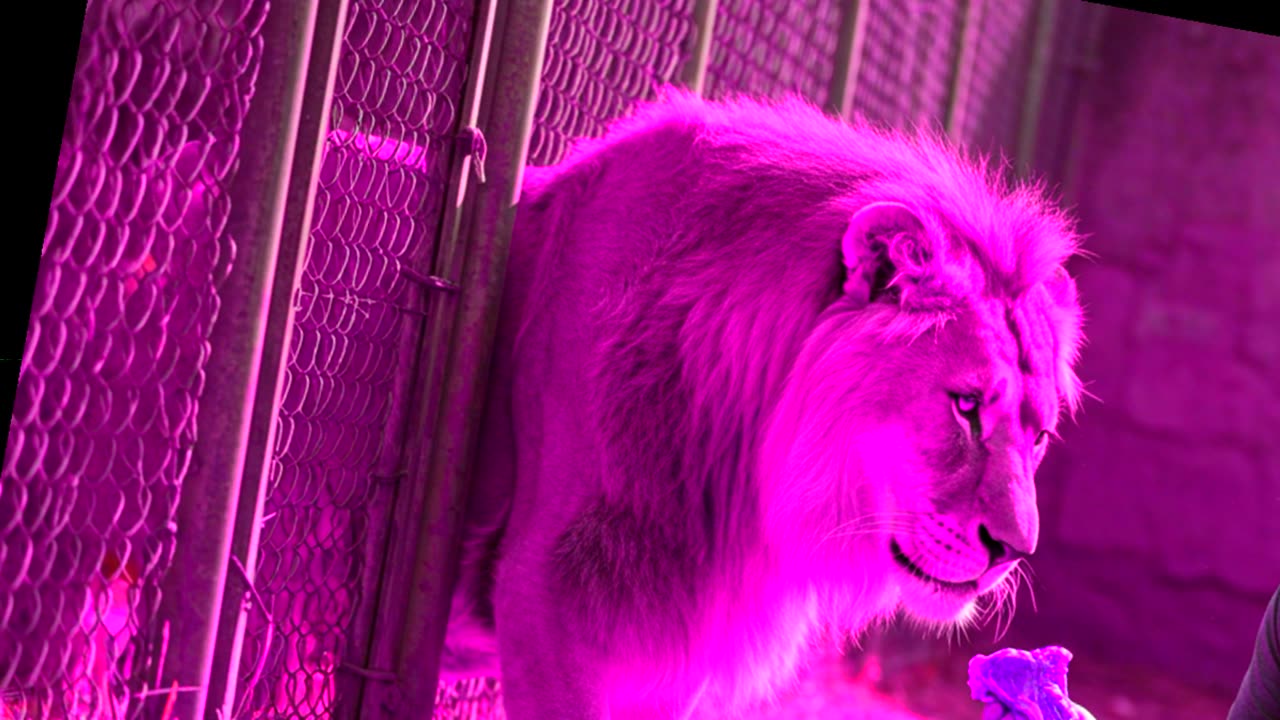 Attacked, Paralyzed, Exiled... But Still a King