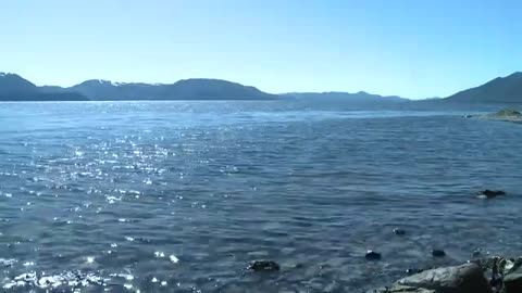 Commercial Herring Roe Harvest