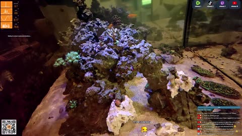 24/7 Real Live Reef Stream