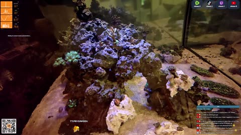 24/7 Real Live Reef Stream
