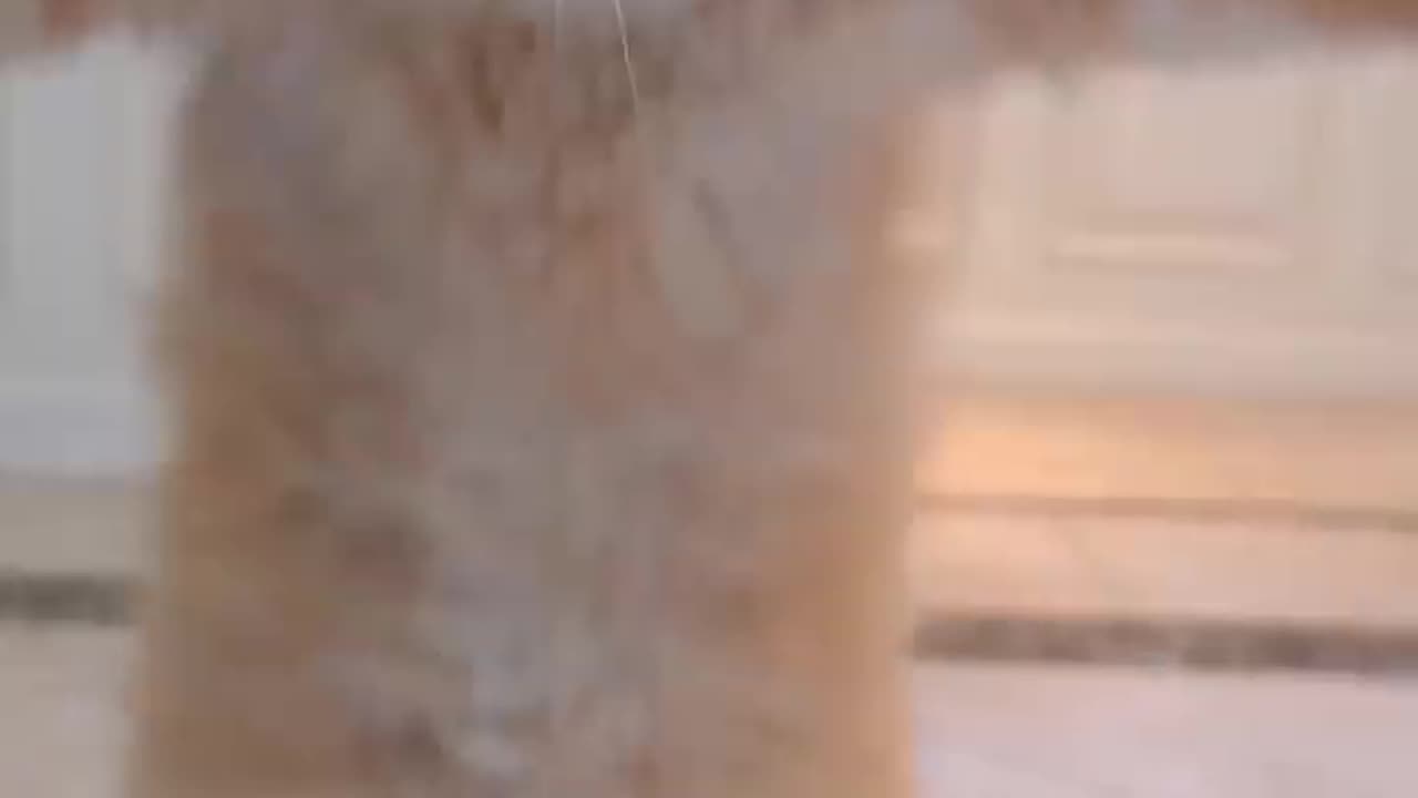 funny Cat jump