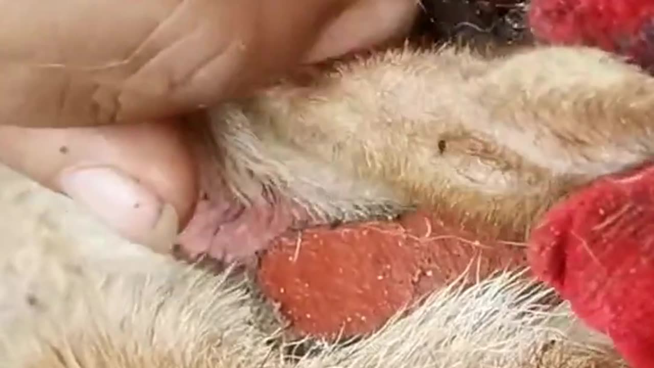 How to remove mangoworm in dog || Mangoworms Removal in dog #1