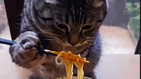 "Cat Eats Maggi 🍜🐱 | Funny Lunch Challenge!"