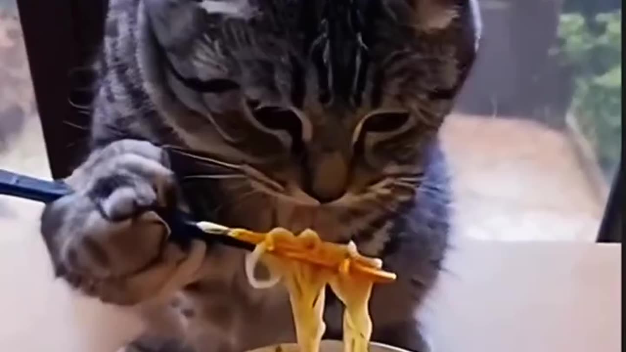 "Cat Eats Maggi 🍜🐱 | Funny Lunch Challenge!"