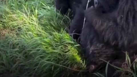 🦍😂 Gorilla Drama: Male Gorilla Grabs Girl’s Hair & Gets Instant Payback!