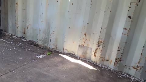 Ghillie & Grenades