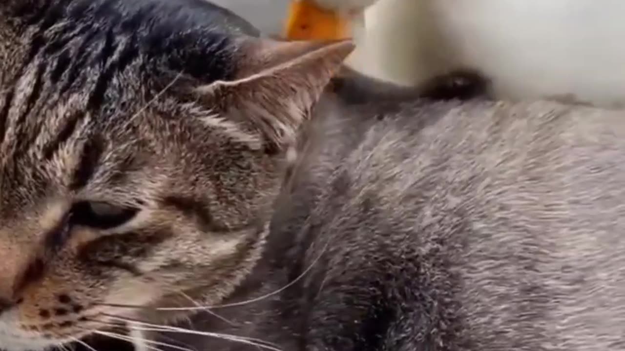 Big Cat, Big Trouble | Cutest Struggles Ever 🐱🚀