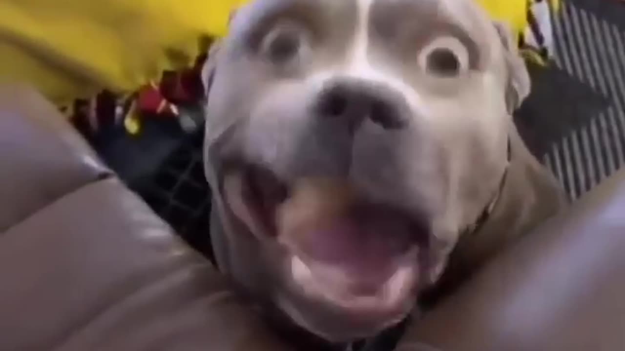 #Funnyanimals