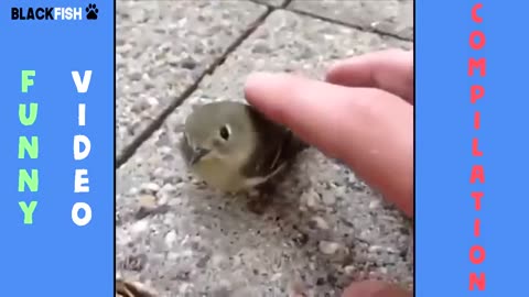 Try not to laugh 3 - Animal fails😂😂